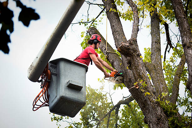 The Steps Involved in Our Tree Care Process in Stockton, UT